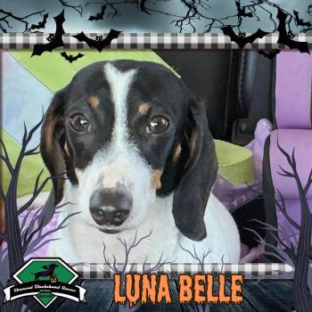 Luna Belle -  Dachshund Dog for Adoption in San Antonio, Texas - Luna Belle | PetCurious