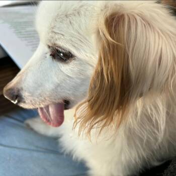 Ray Parker Jr. -  Dachshund Dog for Adoption in Redmond, Washington - Ray Parker Jr. | PetCurious