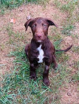 Lincoln -  Labrador Retriever and Standard Poodle Dog for Adoption in Fenton, Missouri - Lincoln | PetCurious