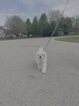 Havanese and Japanese Chin Dogs Available for Adoption - Rosie | PetCurious