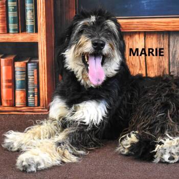 Marie -  Bearded Collie and Miniature Poodle Dog for Adoption in Scottsdale, Arizona - Marie | PetCurious