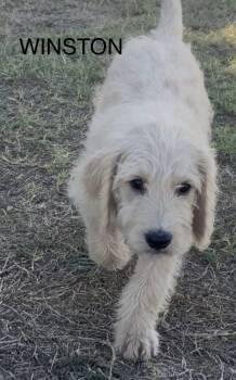 Labrador Retriever and Standard Poodle Dogs Available for Adoption in Warwick, Rhode Island - Winston JB In RI | PetCurious