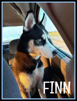 Finn -  Husky Dog for Adoption in Valley City, North Dakota - Finn | PetCurious