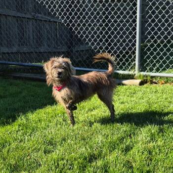 Lightning -  Schnauzer and Mixed Breed Dog for Adoption in Woodstock, Illinois - Lightning | PetCurious