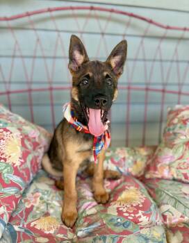 George -  Belgian Shepherd Malinois and Australian Cattle Dog Blue Heeler Dog for Adoption in Gulfport, Mississippi - George | PetCurious