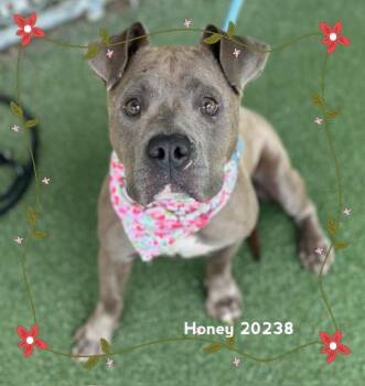 HONEY -  Pit Bull Terrier Dog for Adoption in Marietta, Georgia - HONEY | PetCurious