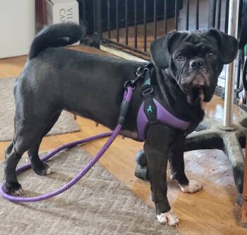 Pug Dogs Available for Adoption in Fountaintown, Indiana - Freya | PetCurious