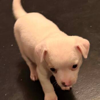 Cherry -  Chihuahua and Dachshund Dog for Adoption in Normal, Illinois - Cherry | PetCurious