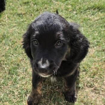 Goldendoodle and Bernedoodle Dogs Available for Adoption in Warren, Rhode Island - Maple | PetCurious
