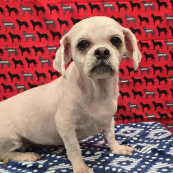 Rory -  Shih Tzu Dog for Adoption in Washburn, Missouri - Rory | PetCurious