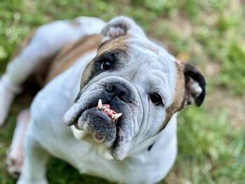 Olive -  English Bulldog Dog for Adoption in Midlothian, Virginia - Olive | PetCurious
