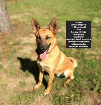 R-Togo -  German Shepherd Dog Dog for Adoption in Oviedo, Florida - R-Togo | PetCurious
