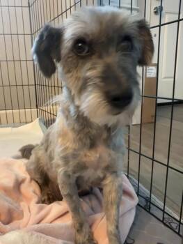 Maltese and Miniature Schnauzer Dogs Available for Adoption in Discovery Bay, California - Gladys | PetCurious