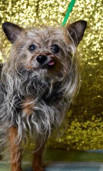 Sue -  Yorkshire Terrier and Mixed Breed Dog for Adoption in Yakima, Washington - Sue | PetCurious