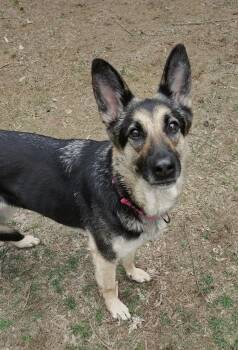 German Shepherd Dog Dogs Available for Adoption in New London, Wisconsin - Astrid | PetCurious