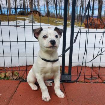 Mixed Breed Dogs Available for Adoption - Bobby | PetCurious