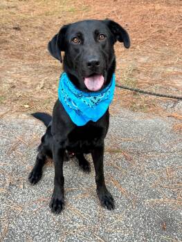 Max -  Mixed Breed and Black Labrador Retriever Dog for Adoption in Sumter, South Carolina - Max | PetCurious