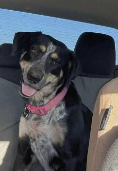 Catahoula Leopard Dog Dogs Available for Adoption in Meeker, Oklahoma - Olive Oil | PetCurious