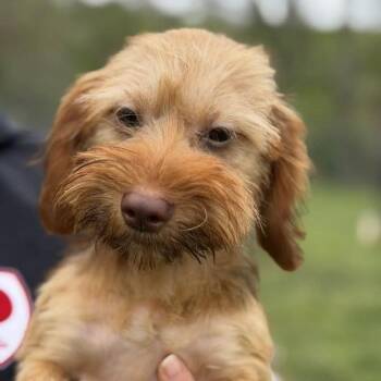 Dachshund and Terrier Dogs Available for Adoption in Phoenixville, Pennsylvania - Aspen | PetCurious