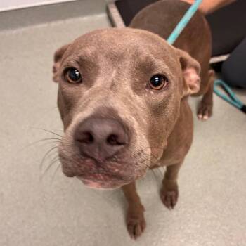 Jumper -  Pit Bull Terrier Dog for Adoption in Abilene, Texas - Jumper | PetCurious