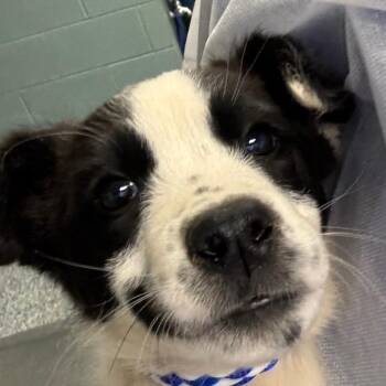 Retriever and Mixed Breed Dogs Available for Adoption in Greenville, South Carolina - Calypso | PetCurious