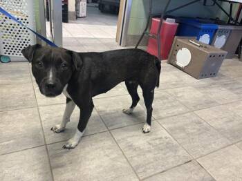 PATSY -  Pit Bull Terrier and Mixed Breed Dog for Adoption in Grand Prairie, Texas - PATSY | PetCurious
