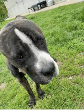 Atlas -  Mixed Breed Dog for Adoption in Terre Haute, Indiana - Atlas | PetCurious