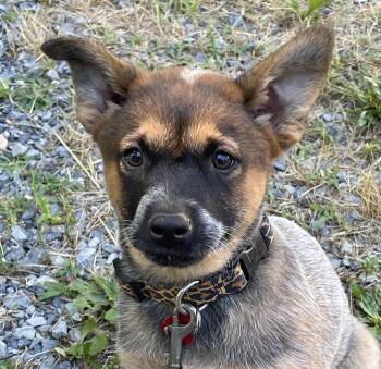 Dino -  Australian Cattle Dog Blue Heeler Dog for Adoption in Bedford, Virginia - Dino | PetCurious