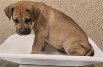 Rescue Pit Bull Terrier and Mixed Breed Dogs for Adoption in Riverside, California - ABBY | PetCurious