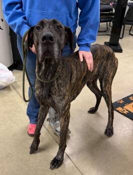 Great Dane Dogs Available for Adoption in Pierceton, Indiana - Diesel | PetCurious