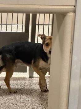 Terrier and Mixed Breed Dogs Available for Adoption in Gastonia, North Carolina - Meyers | PetCurious