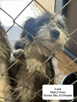 Loud -  Terrier Dog for Adoption in Blue Springs, Missouri - Loud | PetCurious