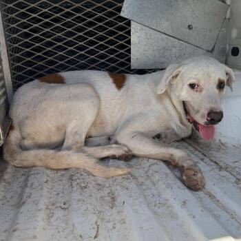 P Terry -  Retriever and Mixed Breed Dog for Adoption in Edinburg, Texas - P Terry | PetCurious
