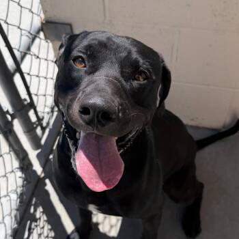 Pua -  Pit Bull Terrier Dog for Adoption in Reno, Nevada - Pua | PetCurious
