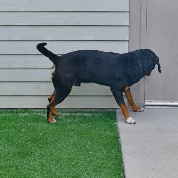 Hound and Mixed Breed Dogs Available for Adoption in Ottawa, Kansas - Piston | PetCurious