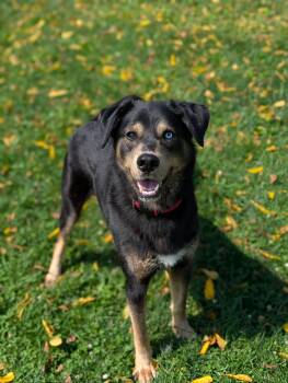 Bear -  Husky Dog for Adoption in Chambersburg, Pennsylvania - Bear | PetCurious