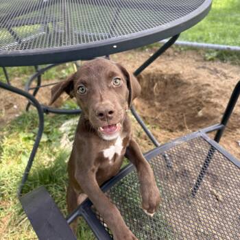 Payne -  Mixed Breed Dog for Adoption in New Boston, New Hampshire - Payne | PetCurious