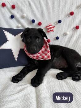 Labrador Retriever Dogs Available for Adoption in Sedalia, Colorado - Mikey | PetCurious