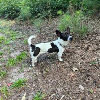 Miss Marple -  Jack Russell Terrier and Mixed Breed Dog for Adoption in Fayetteville, Georgia - Miss Marple | PetCurious