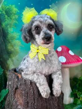 Maggie -  Miniature Poodle Dog for Adoption in Winchester, Kentucky - Maggie | PetCurious