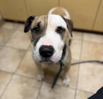 Mixed Breed Dogs Available for Adoption - Thor (mcas) | PetCurious