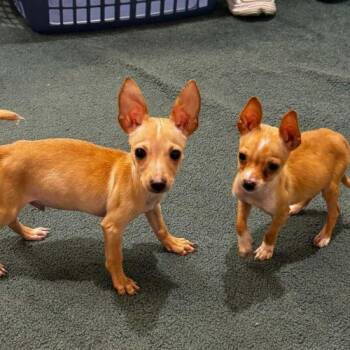 Maya -  Chihuahua Dog for Adoption in Sanford, North Carolina - Maya | PetCurious
