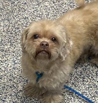 Homer -  Shih Tzu Dog for Adoption in Golden, Colorado - Homer | PetCurious