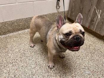 EMPANADA -  French Bulldog Dog for Adoption in Colorado Springs, Colorado - EMPANADA | PetCurious