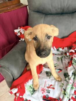 Border Collie and Affenpinscher Dogs Available for Adoption - Jade | PetCurious