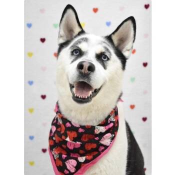 Akita and Siberian Husky Dogs Available for Adoption - Jensen - ECAS | PetCurious