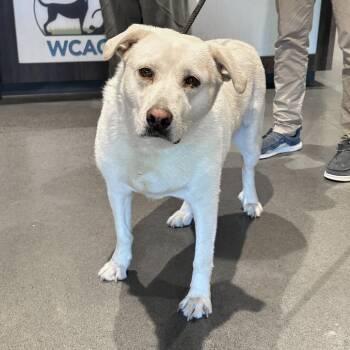 Coconut -  Yellow Labrador Retriever Dog for Adoption in Franklin, Tennessee - Coconut | PetCurious