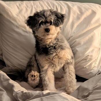 Uli -  Pomeranian and Miniature Poodle Dog for Adoption in Potomac, Maryland - Uli | PetCurious