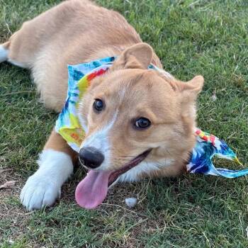 Prince OS NV -  Cardigan Welsh Corgi Dog for Adoption in Las Vegas, Nevada - Prince OS NV | PetCurious