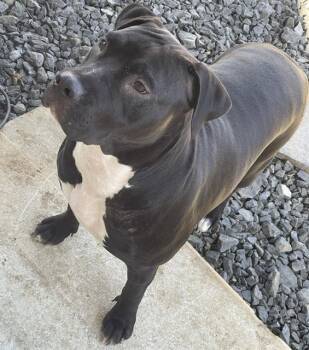 Rescue American Staffordshire Terrier Dogs for Adoption in San Antonio, Texas - MEDUSA | PetCurious